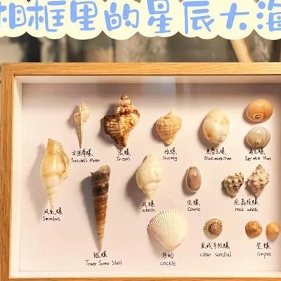 大贝壳的做法大全（大贝壳的做法大全图解）