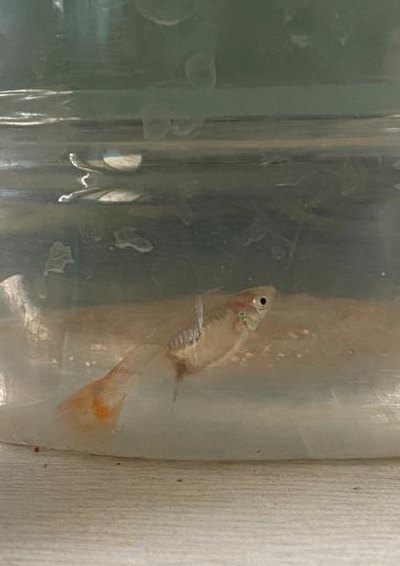 鱼生小鱼（梦到鱼生小鱼）
