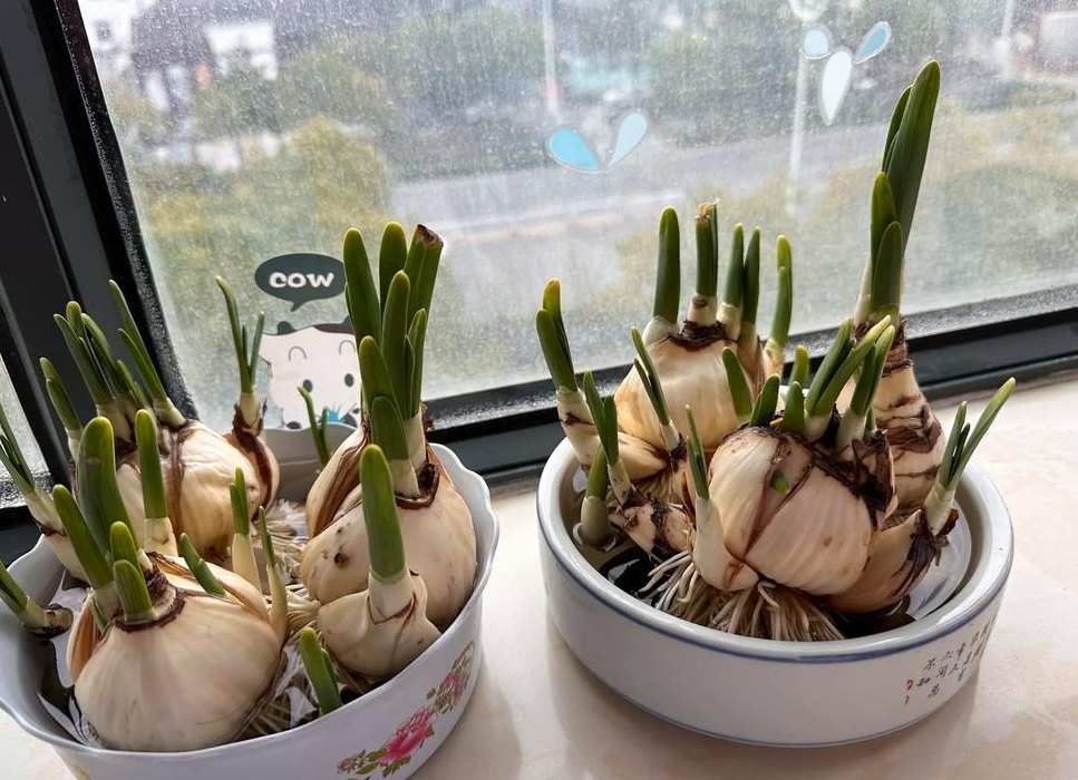 水仙开花后怎么处理（水仙花什么季节开放）