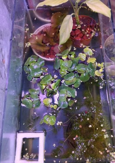 水葫芦可以放鱼缸里吗（水葫芦能和鱼一起养吗）