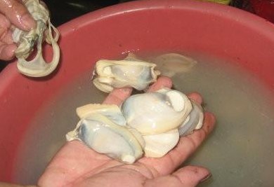 河蚌怎么处理（河蚌怎么处理干净图片）