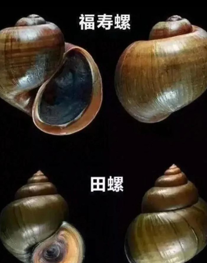 田螺和福寿螺的区别（田螺和福寿螺的区别图片）