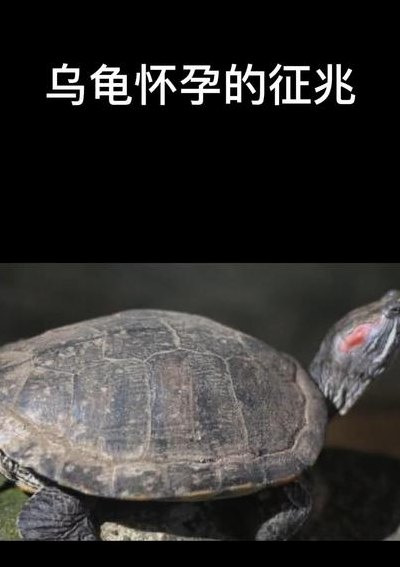 女人梦到乌龟什么预兆（女人梦到乌龟什么预兆然后怀孕了）