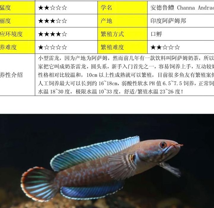雷龙的资料（雷龙的资料介绍）
