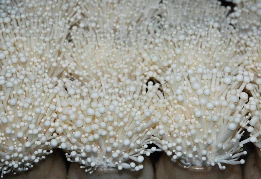 金针菇怎么种植（金针菇怎么种植方法不放小苏打可以吗）