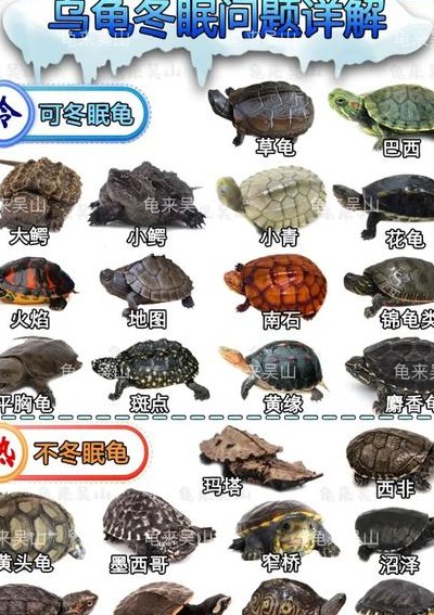 小乌龟怎么养放多少水（小乌龟怎么养要放多少水）