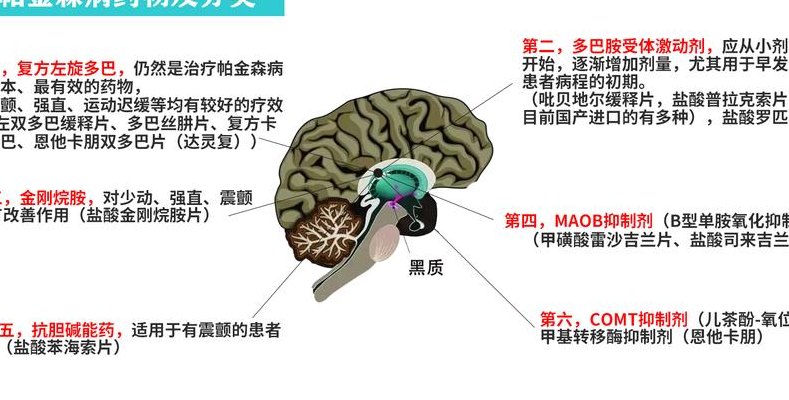 神经递质的化学本质（神经递质的化学本质是有机物吗）