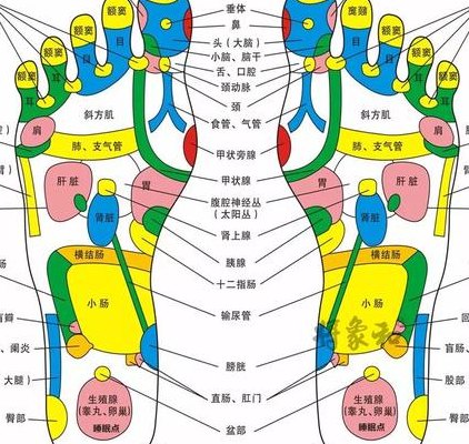 脚的各部位名称示意图（脚各部位名称示意图按摩）