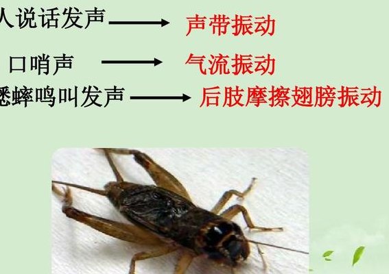 蛐蛐的叫声（蝈蝈的叫声）