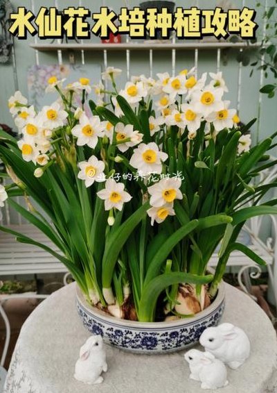 水培水仙花能活几年（水培水仙养多久才开花）