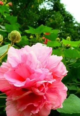 成都市花是什么花（成都市花是什么花图片）