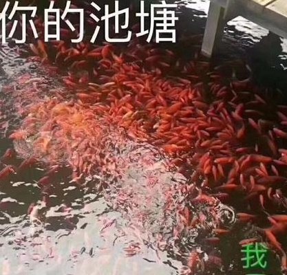 进你的鱼塘什么意思（进我的鱼塘是什么意）