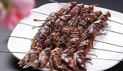 蝈蝈吃什么食物（蝈蝈吃什么食物最好 吃）