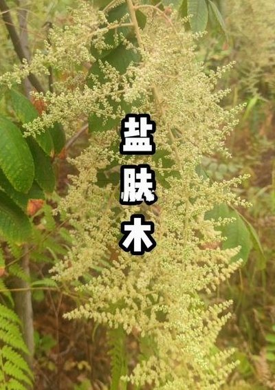 怎么用盐把树快速弄死（用盐能把树烧死吗）