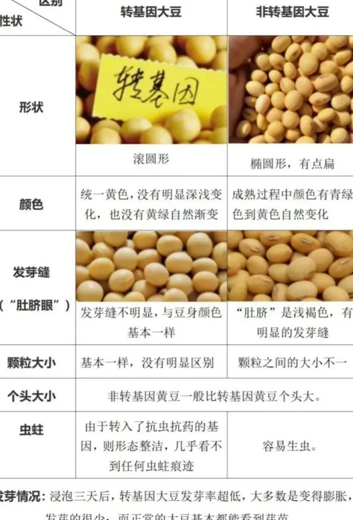 大豆是什么豆（大豆和黄豆的区别）