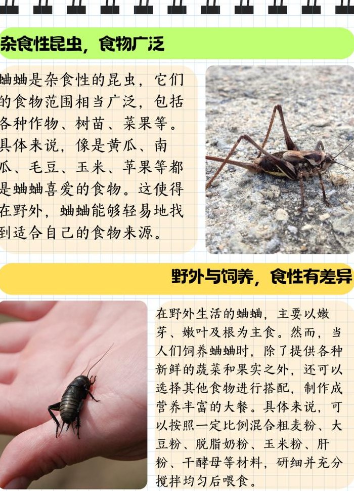 蟋蟀喜欢吃什么（蟋蟀喜欢吃什么食物）