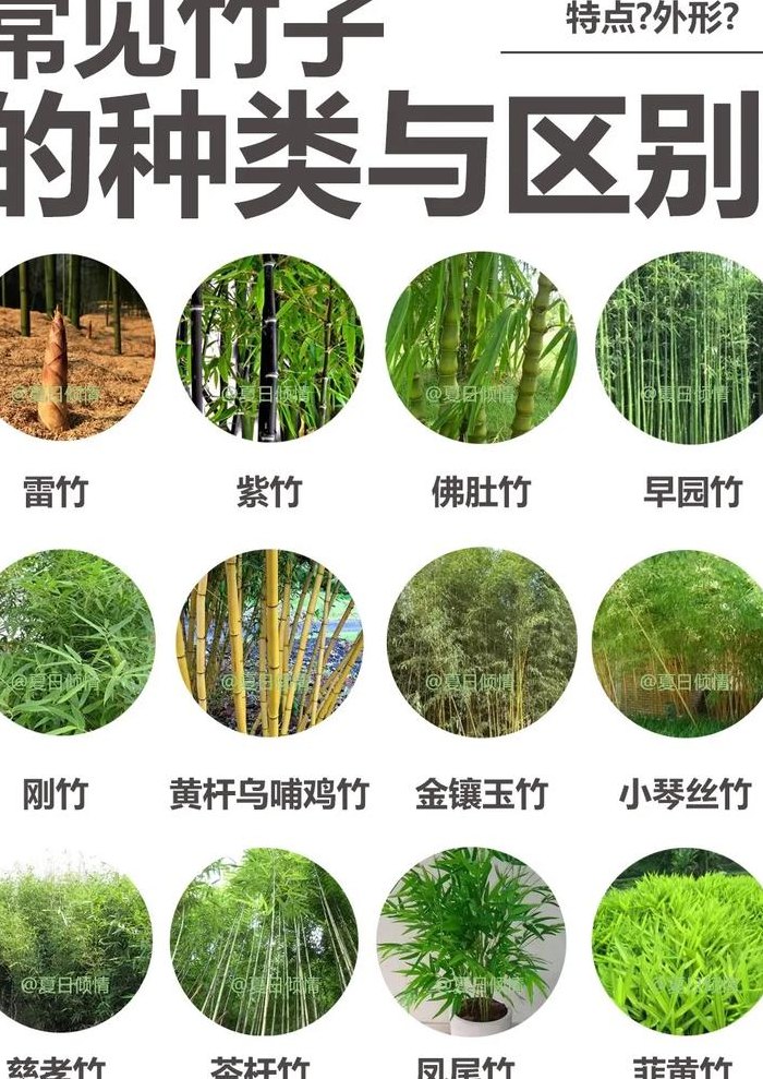 竹子的种类（竹子的种类与图片）