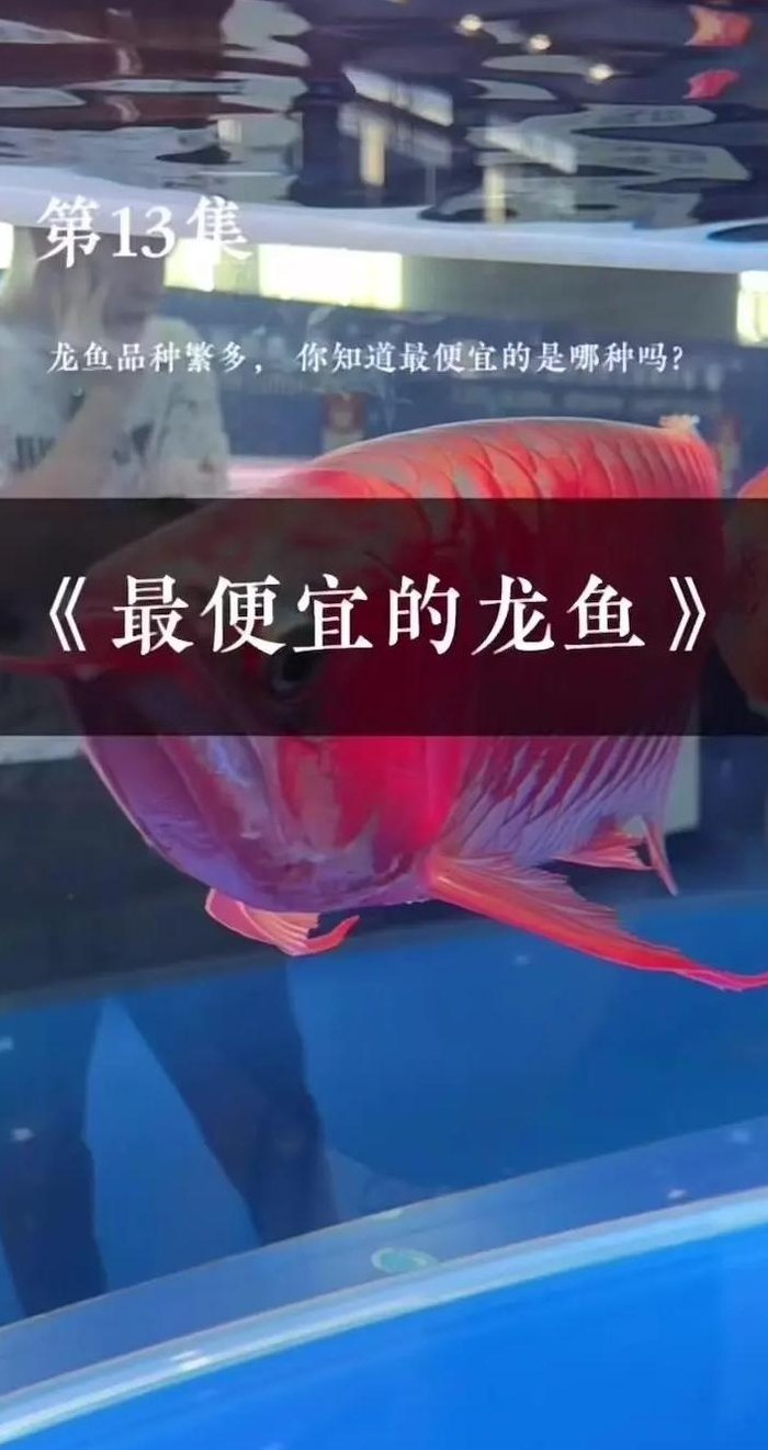 金龙鱼可以吃吗（金龙鱼多少钱一条）