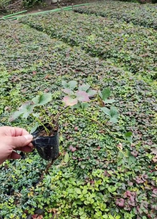 爬山虎怎么种植（爬山虎怎么种植视频）