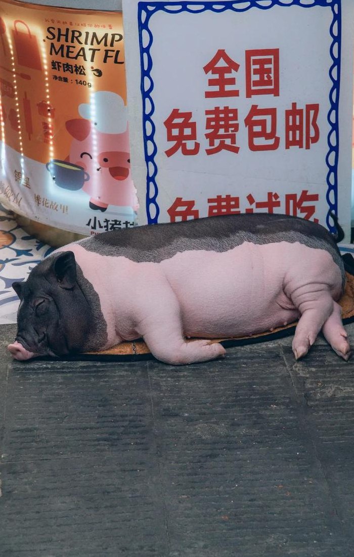 呵呵呵是什么意思（呵呵呵是什么意思猪叫）