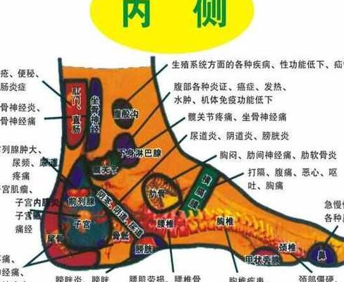 脚的关节名称图解（脚的关节部位名称图和图片）