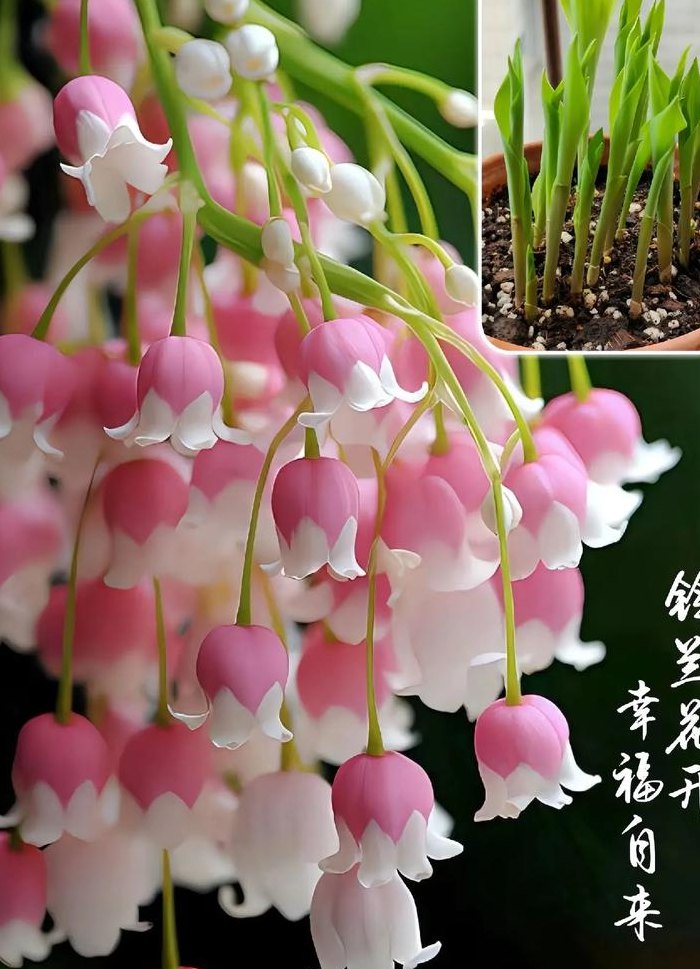 各种花的开放时间（哪种花一年四季都开花）