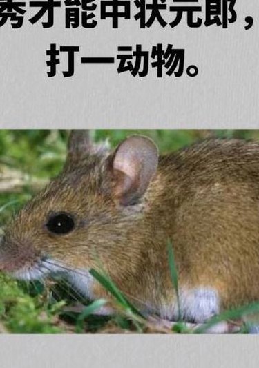 忘形的动物打一生肖（忘形动物打一生肖最佳答案）