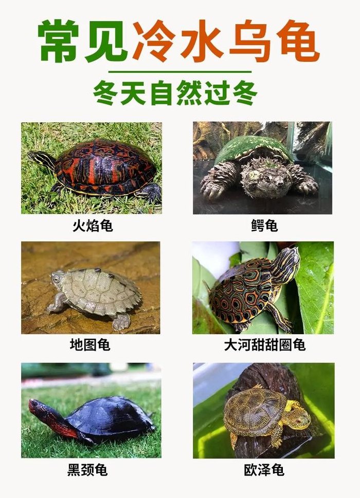 冬天乌龟要放在水里吗（冬天的乌龟要放水吗）