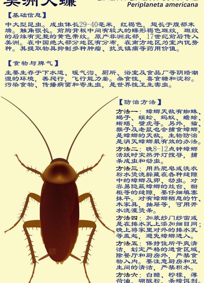 美洲蜚蠊（美洲蜚蠊有什么用途）