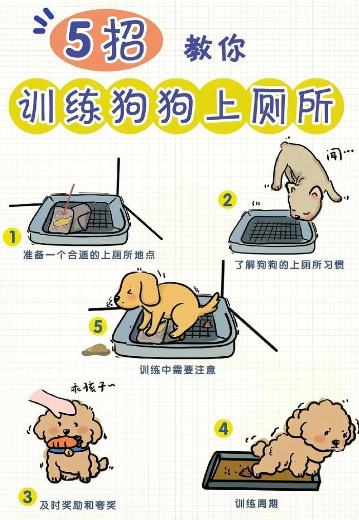 法斗怎么训练大小便（怎么训练法斗拉屎撒尿）
