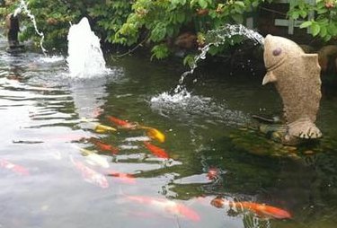 养鱼塘是什么意思（啥叫养鱼塘）