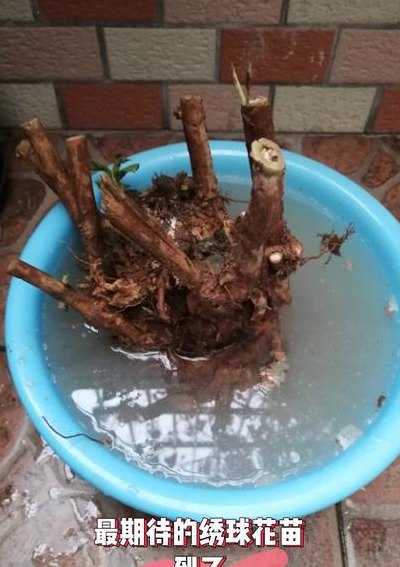 生根粉泡久了会不会死（生根粉泡久了对根有损害吗）
