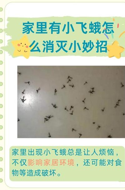 蛾子怎么消灭（蛾子怎么彻底消灭）
