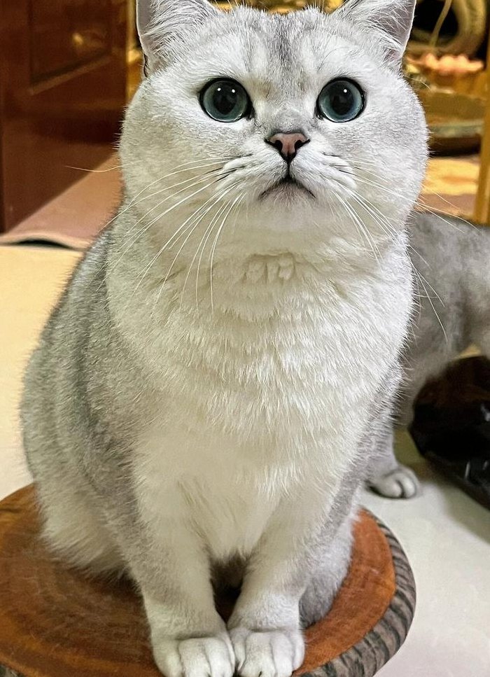银渐层猫图片（正宗银渐层猫图片）