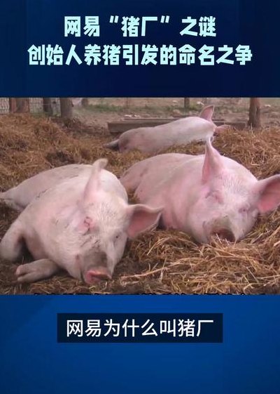 网易为什么叫猪厂（网易为什么叫猪厂?）