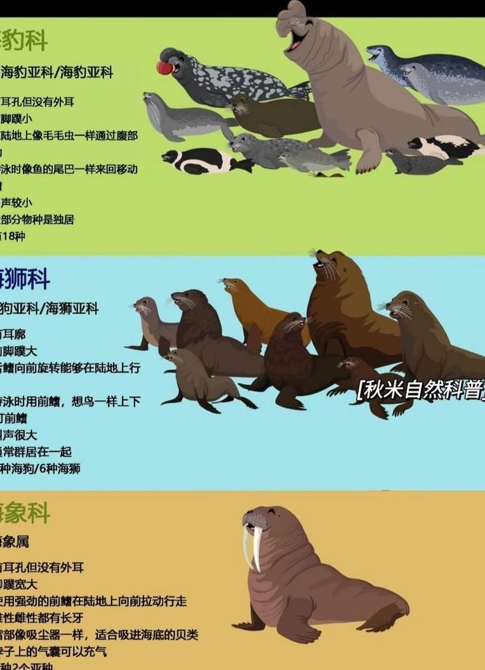 海豹和海狮的区别（海豹和海狮的区别秒懂百科）
