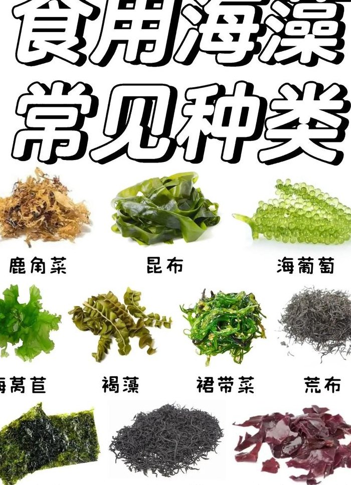 海藻类食物有哪些（海藻类食物有哪些营养素）