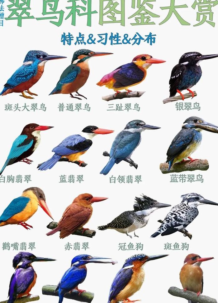 翠鸟的资料15字（翠鸟的资料100字）