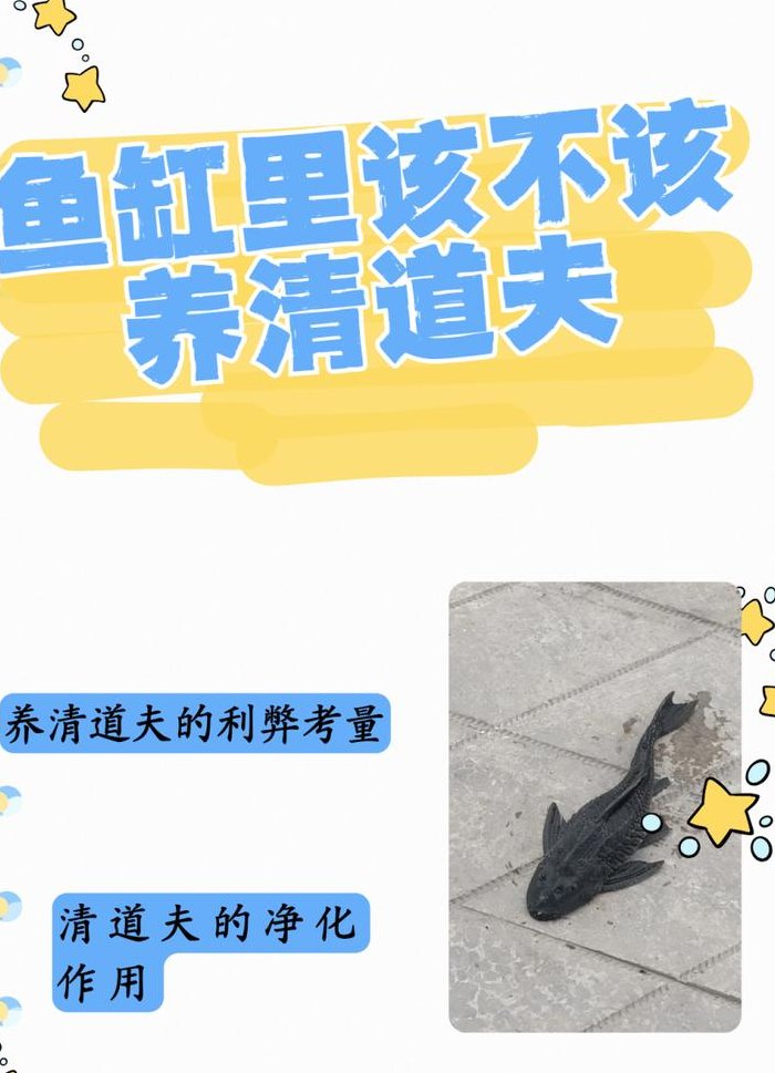 清道夫鱼有什么作用（鱼缸里该不该养清道夫）