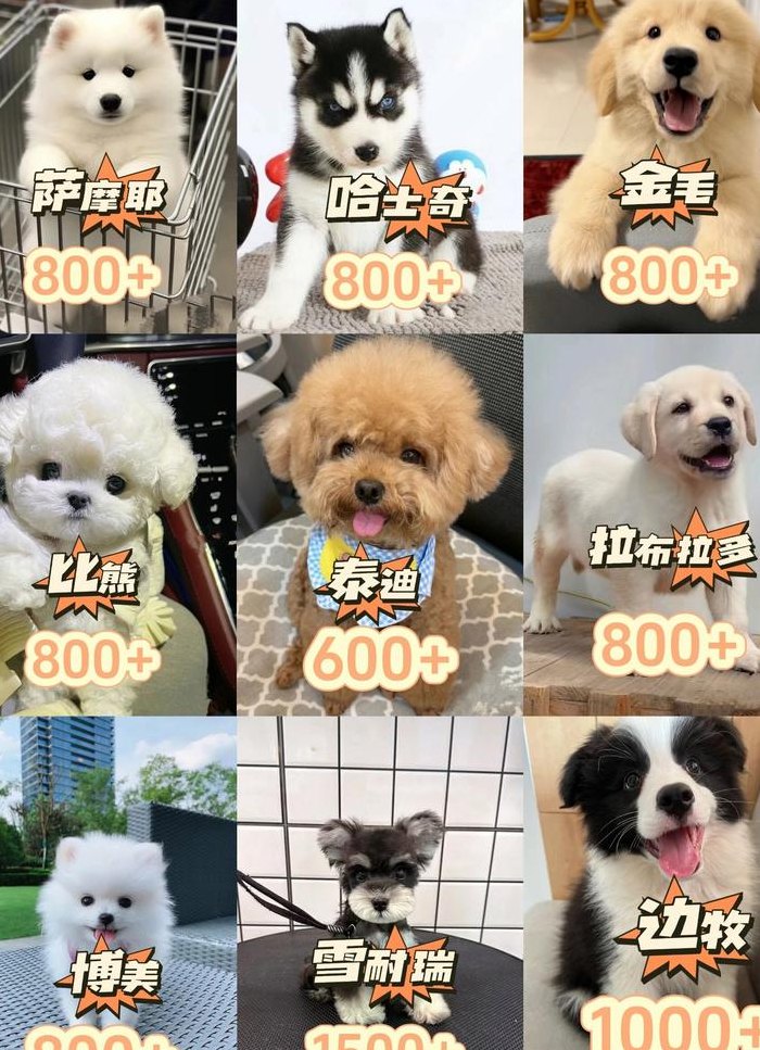 济南宠物市场卖小狗（济南宠物市场卖小狗多少钱）
