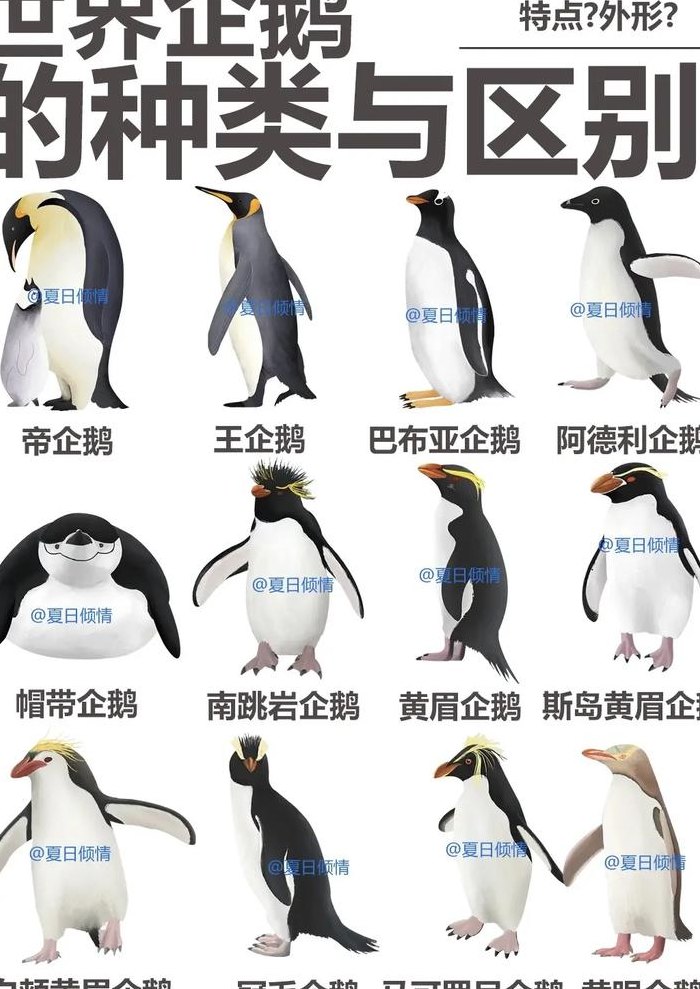 北极企鹅（南极企鹅还是北极企鹅）