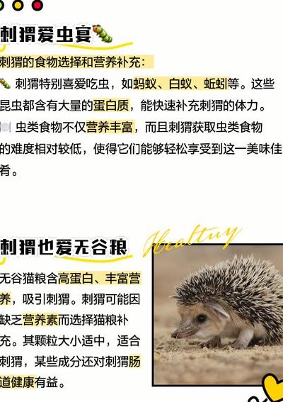野生刺猬怎样吃才安全的简单介绍