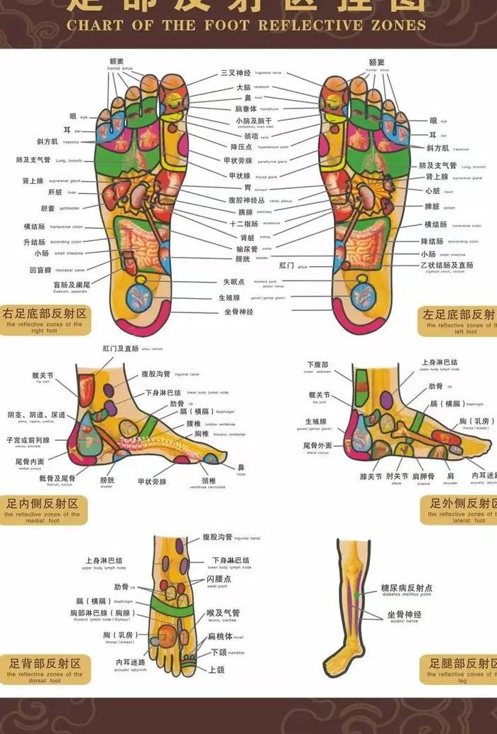 脚图解结构图片大全（脚图解结构图部位名称）