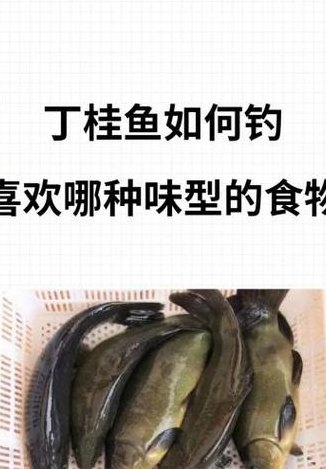 丁桂鱼怎么去鳞（丁桂鱼怎么去鳞最快）