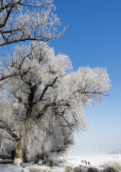 雾松寓意（雾松寓意及花语）