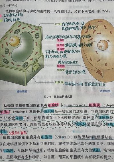 体细胞是什么（体细胞是什么包括什么）