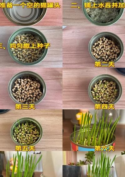 猫草怎么种（猫草怎么种植）