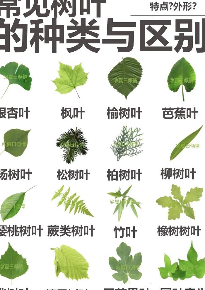 各种树叶的形状及名称（各种树叶子的形状有哪些）