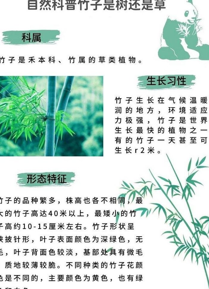 竹子的特点（竹子的特点和品质）