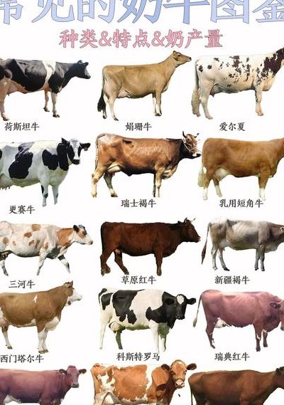 奶牛多少钱一头（奶牛多少钱一头2024年）